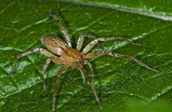 Anyphaena  GHOST SPIDER 6009656 spz