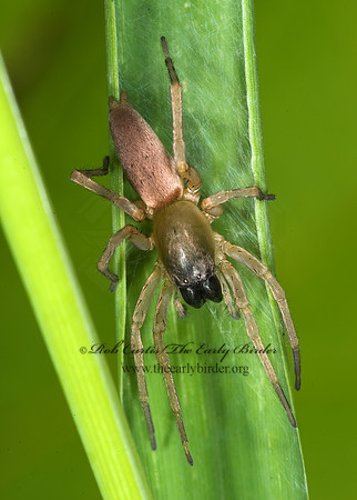 Hibana gracilis  GHOST SPIDER 8004555z