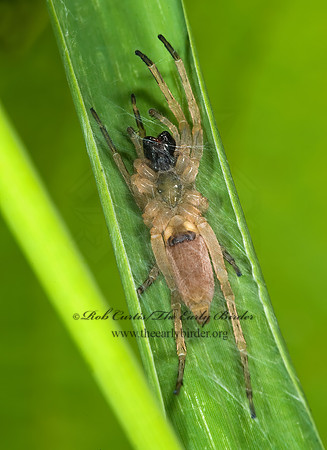 Hibana gracilis  GHOST SPIDER 8004545z