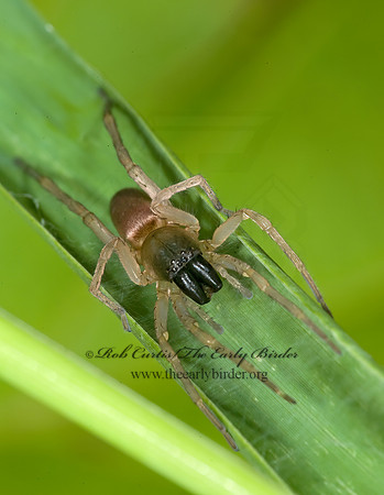 Hibana gracilis  GHOST SPIDER 8004549z