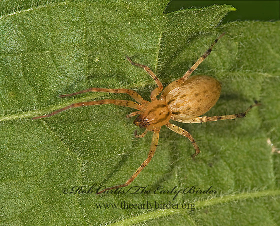 Anyphaena  GHOST SPIDER 8015242z