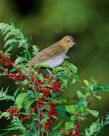 Catharus ustulatus  SWAINSON'S THRUSH 96726z