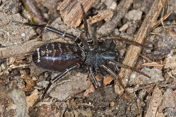 Castianiera longipalpus 6008004z