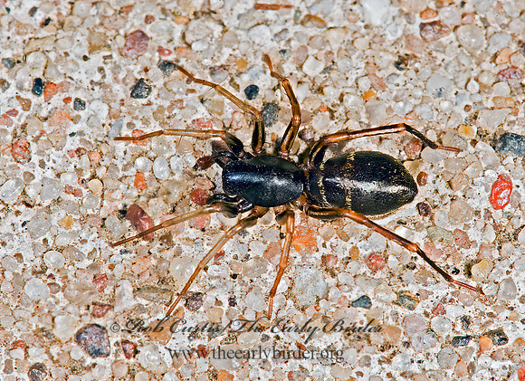 Castianeira cingulata 8008250z