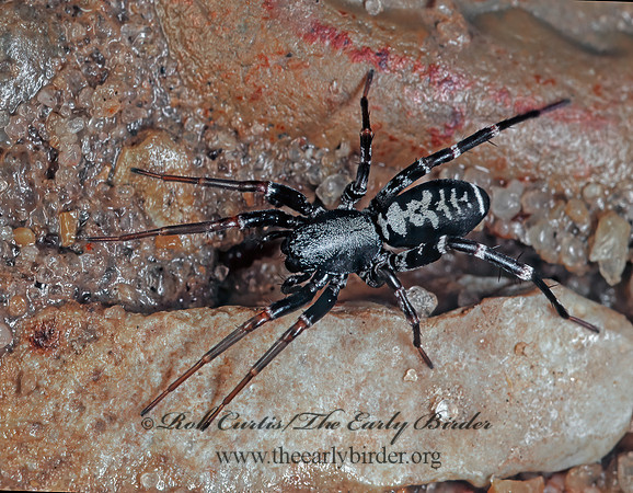 Castianeira longipalpa  CORRINID SPIDER 173722z