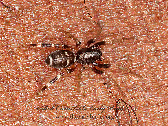 Castianeira  CORRINID SPIDER 3014899z