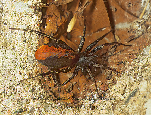 Castianeira descripta  RED-SPOTTED ANTMIMIC 135019z