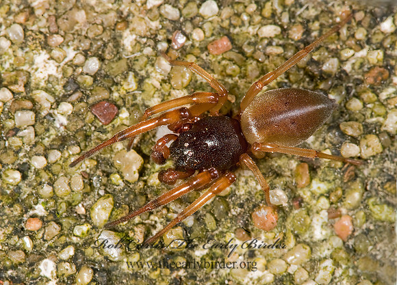 Trachelas tranquillus  BROAD-FACED SAC SPIDER 8008275z