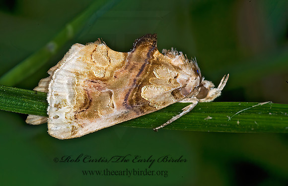 Plusiodonta compressipalpis  CALPINI EREBID MOTH 6012807z