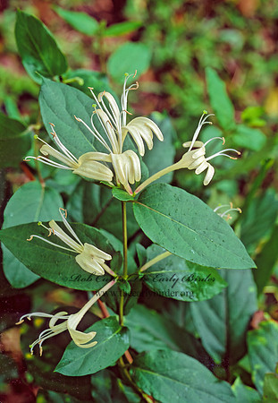 Lonicera japonica  JAPANESE HONEYSUCKLE 165428z