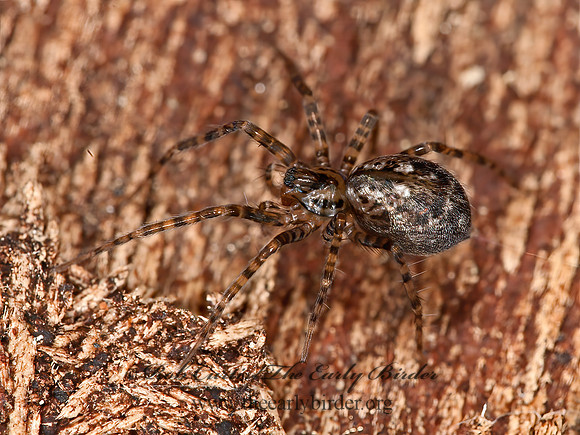 Calymmaria  CYBAEID SPIDER 8036765z
