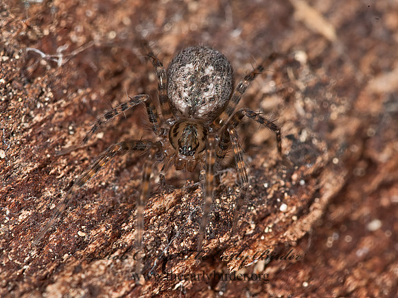 Calymmaria  CYBAEID SPIDER 8036767z