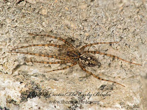 Calymmaria  CYBAEID SPIDER 9058456z