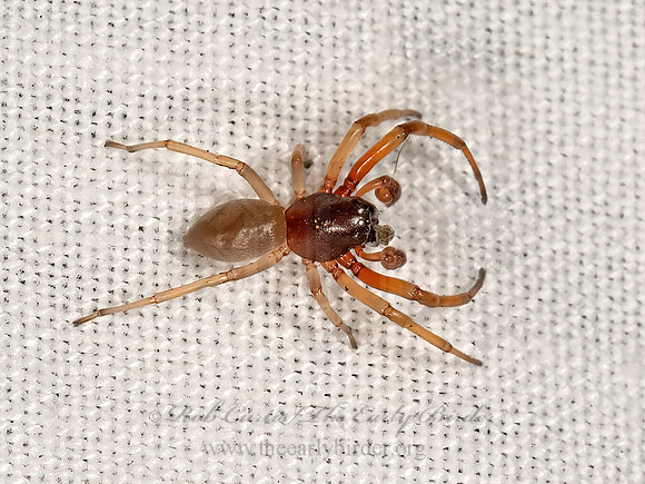 Trachelas tranquillus  BROAD-FACED SAC SPIDER 3022976z