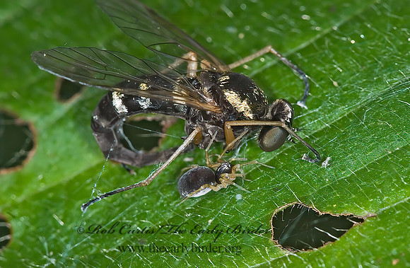 Dictyna 6007907z