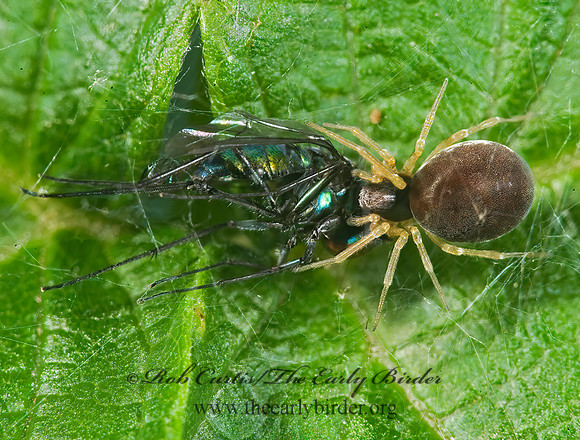 Emblyna sublata  MESH WEB SPIDER 8005177z