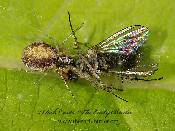 Dictynidae  MESH WEB SPIDER 9031904z