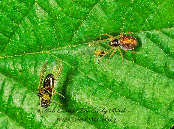Dictynidae 1113514z