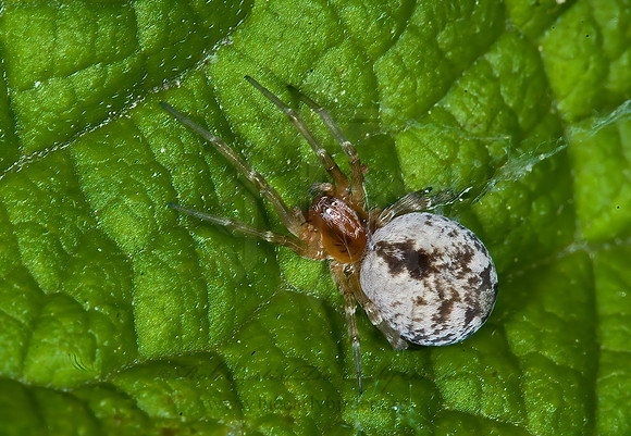 Dictyna or Embyna 6010402z