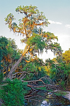 Myakka River SP 261411z