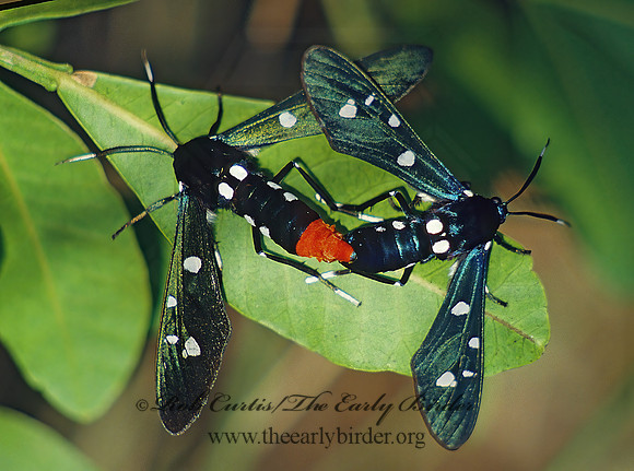 Syntomeida epilais jocumdissima  POLKA DOT WASP MOTH   11632z