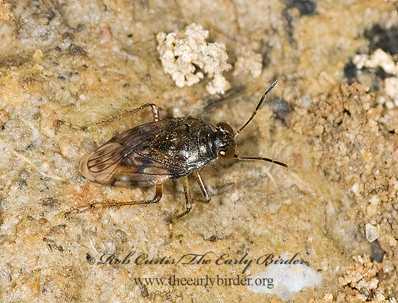 Saldula pallipes 6009712z