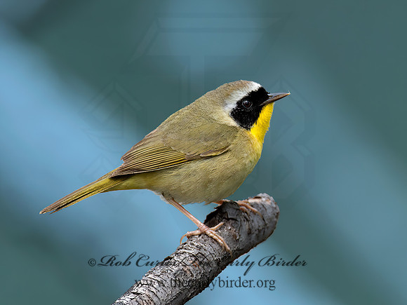 Geothylpis trichas  COMMON YELLOWTHROAT 9021688z