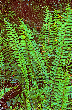 Nephrolepis exalta  SWORD FERN 248729z