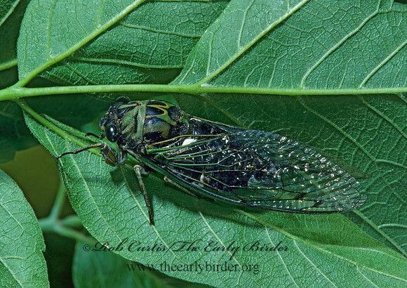 Neotibicen linnei  LINNE'S CICADA 42536z