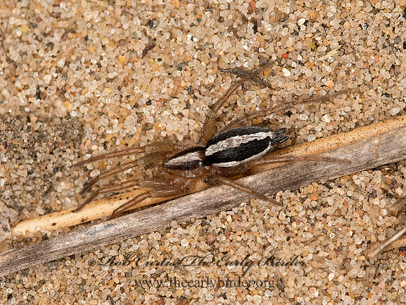 Cesonia bilineata  STRIPED GROUND SPIDER 9047561z