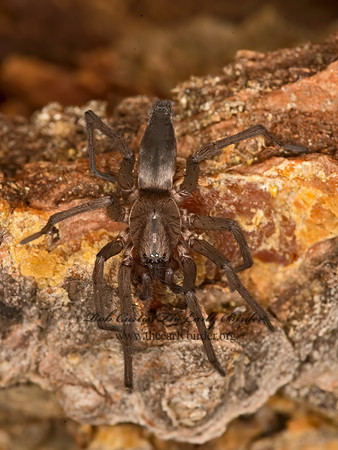 Drassodes  GROUND  SPIDER 9058183z