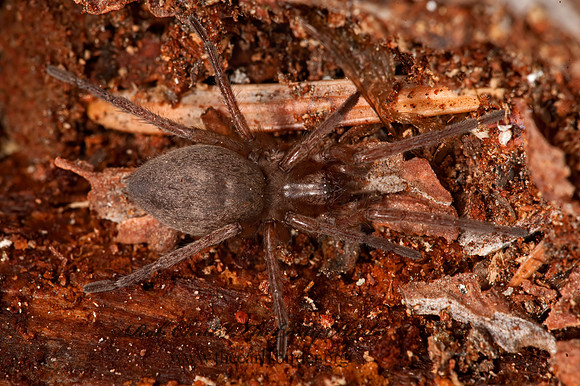 Drassodes  GROUND  SPIDER 8036446z