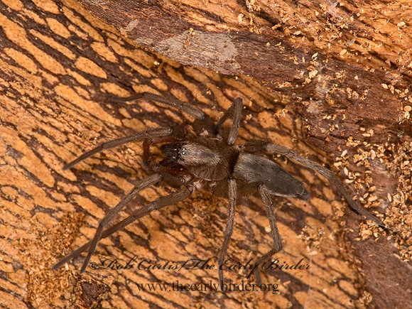 Drassodes  GROUND  SPIDER 9058180z
