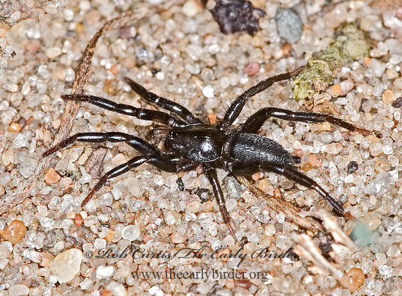Gnaphosidae 6012028z