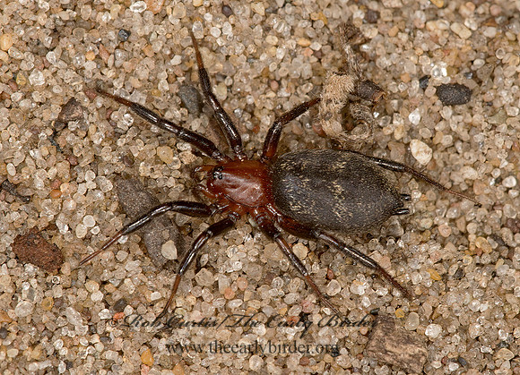 Gnaphosidae 9024001z