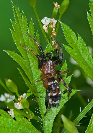 Sergiolus capulatus 6007767z