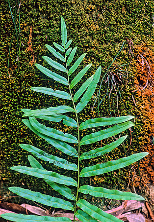 Blechnum serrulatum  TOOTHED MIDSORUS FERN 261036z