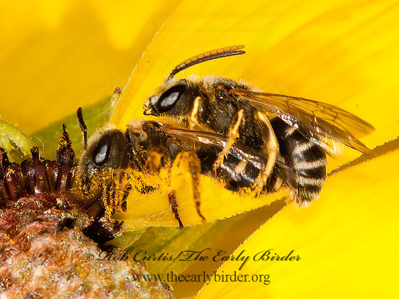 Halictus ligatus  LIGATED FURROW BEE 3014746 z