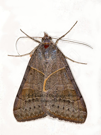 Caenurgina erechtea FORAGE LOOPER 6013056z