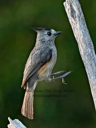 Baeolophus atricristatus  BLACK-CRESTED TITMOUSE 3032946z