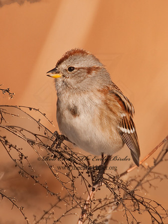 Spizelloides arborea  AMERICAN TREE SPARROW 3009363z