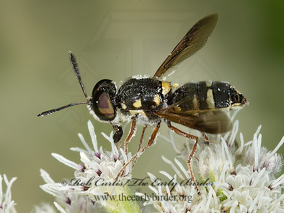 Hoplitimyia constans  SOLDIER FLY 9051220z