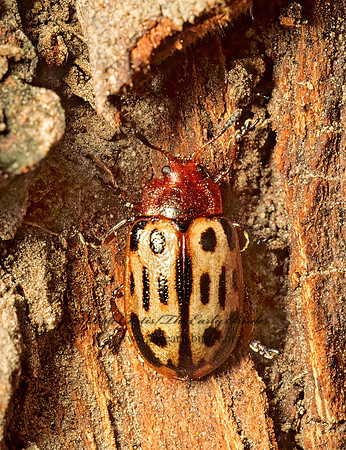 Chrysomela texana 90704az