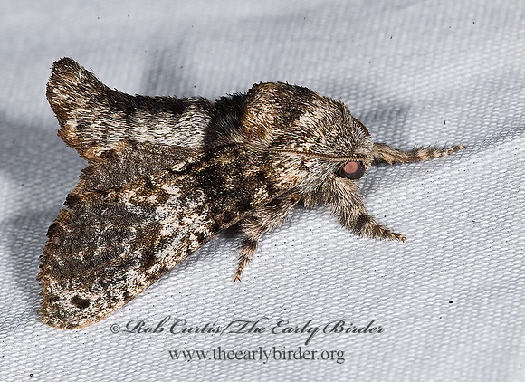 Inguromorpha n-sp COSSID MOTH 7008630z