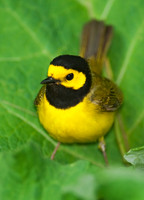 Setophaga citrina  HOODED WARBLER 8028234z