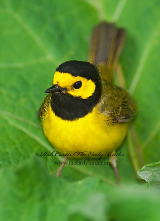 Setophaga citrina  HOODED WARBLER 8028234z