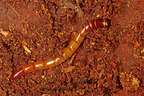 Elateridae 166711z