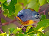 Setophaga americana NORTHERN PARULA 3002136z