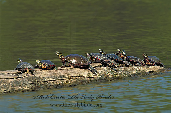 Chrysemys picta marginata  MIDLAND PAINTED TURTLE 42832 z