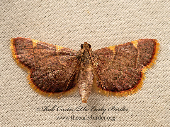 Hypsopygia olinalis  YELLOW-FRINGED  DOLICHOMIA MOTH 9050723z